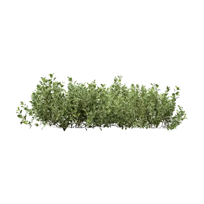 Thymus mongolicus 06