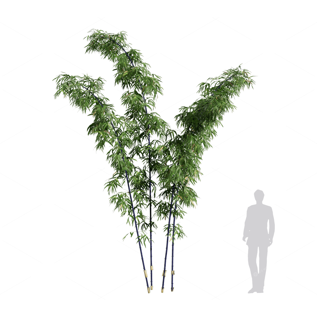 Other Botanicals 3D Models