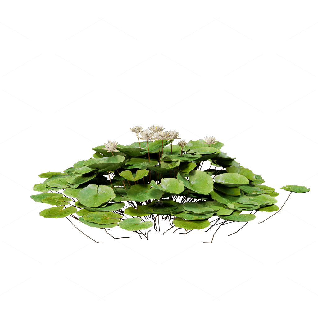 Aquatic Plants 3D Models