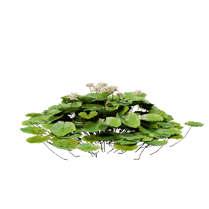 Aquatic Plants Nymphaea Bisque 04