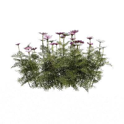 Allium aflatunense 04 3d model