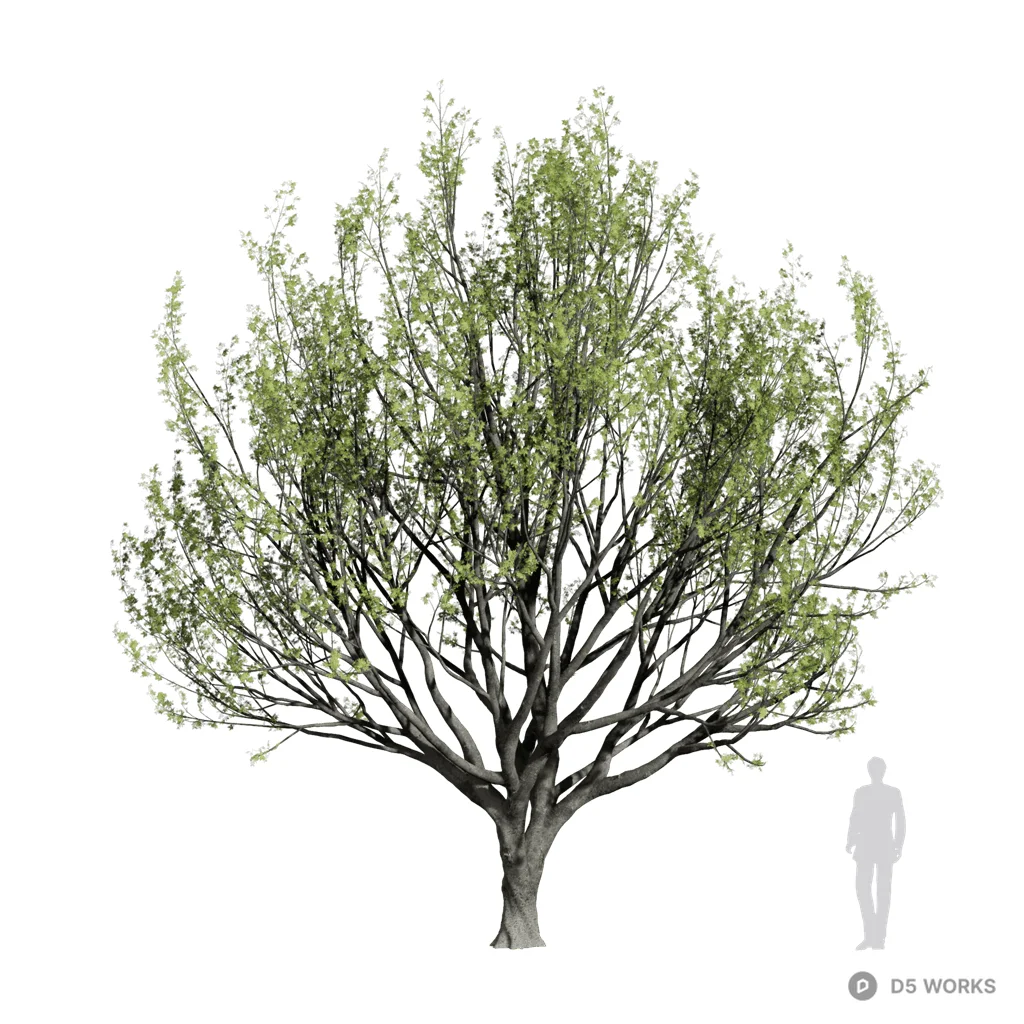 Zelkova serrata 17 3d model - Image 1