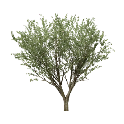Hibiscus syriacus 07 3d model