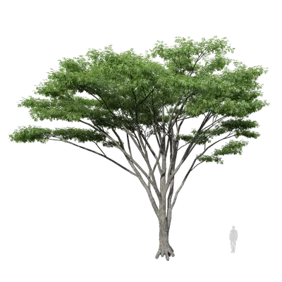 Albizia falcataria 02