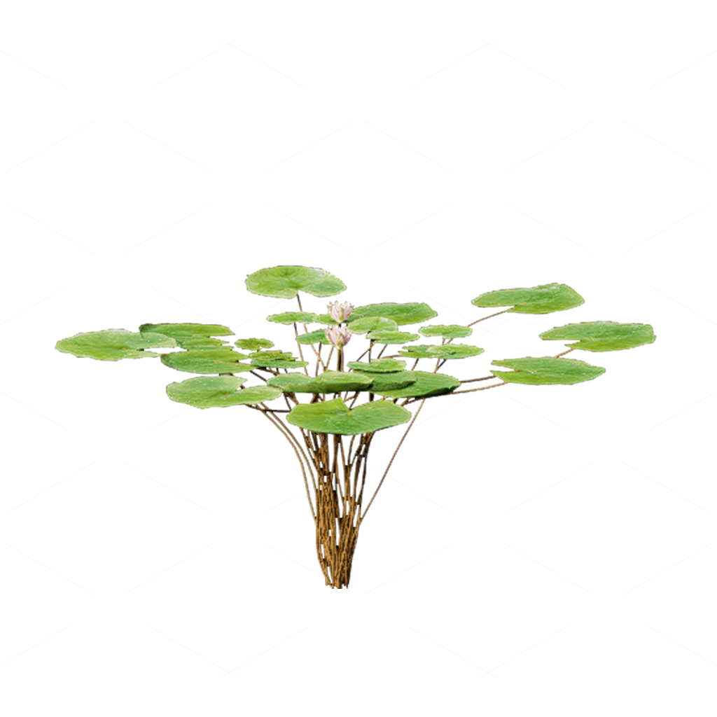 Aquatic Plants 3D Models