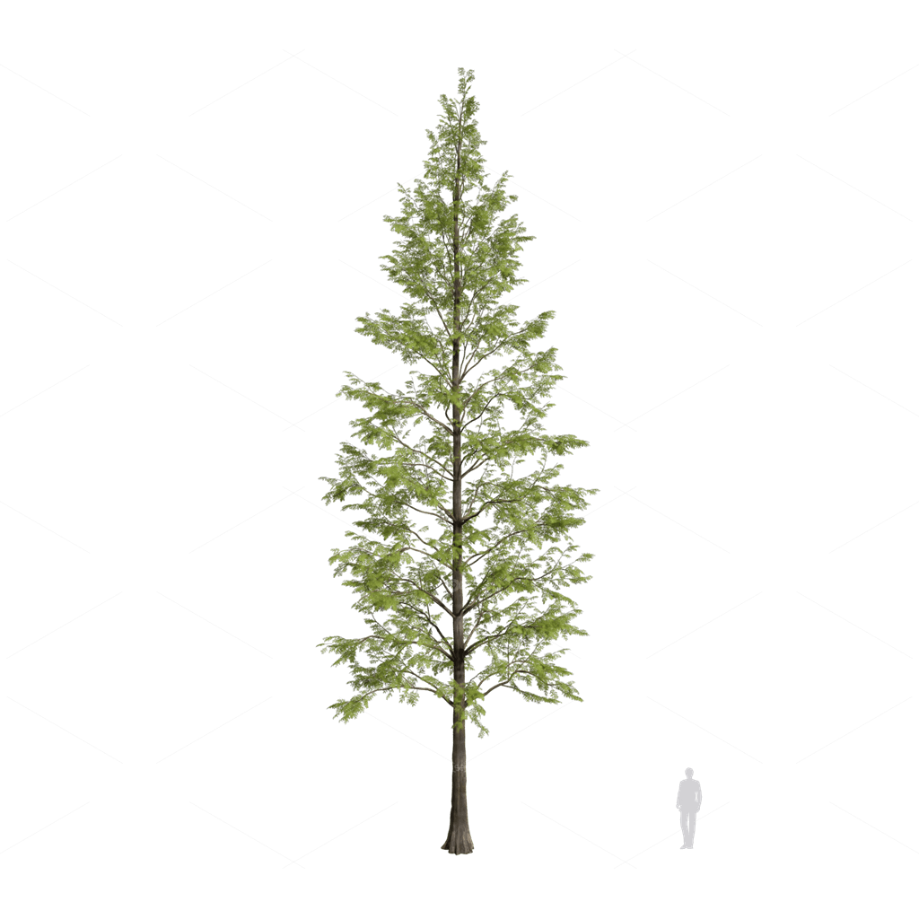 Trees 3D Models