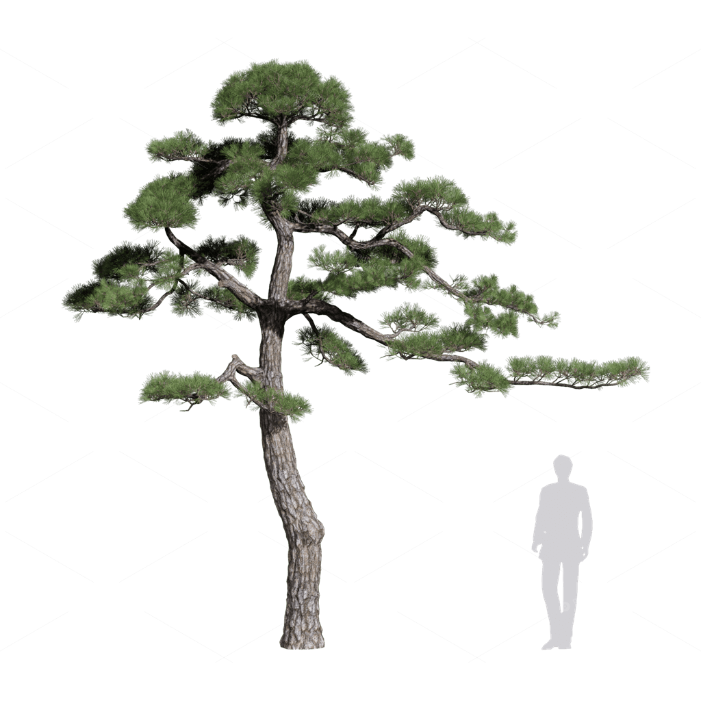 Trees 3D Models