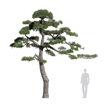 Coniferous Tree Pinus thunbergii 13