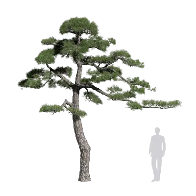 Pinus thunbergii 13 3d model