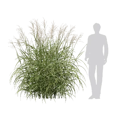 Miscanthus sinensis Variegatus 06