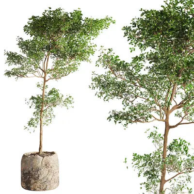 Modern Potted Plant