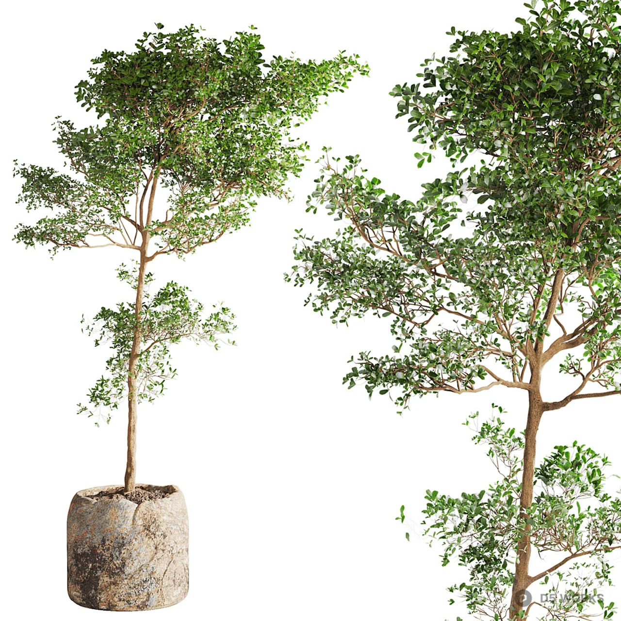 Potted Broadleaf Tree 3d model - Image 1