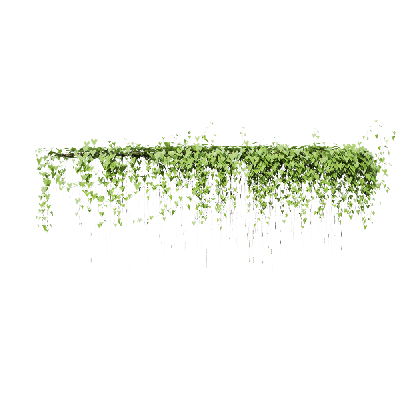 Climbing Plants Cissus sicyoides 06