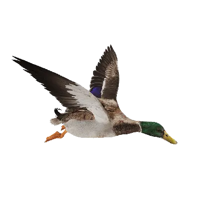 Duck Flying IP 3d model