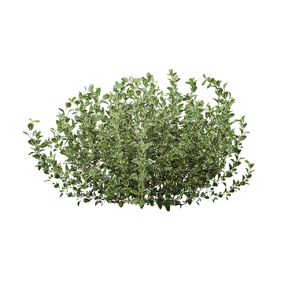 Shrub Thymus mongolicus 04