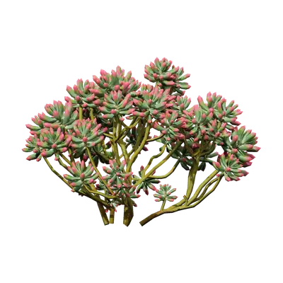 Sedum pachyphyllum 01
