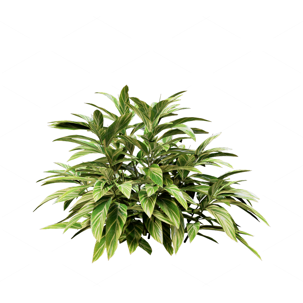 Shrubs 3D Models