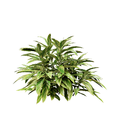 Shrub Alpinia zerumbet 03