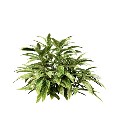 Alpinia zerumbet 03 3d model