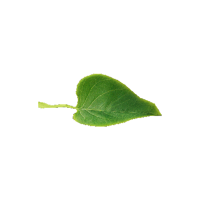 Other Plants leaf 7