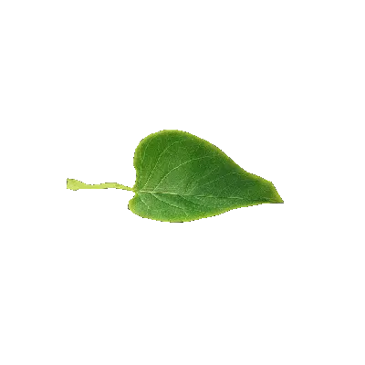 leaf 7