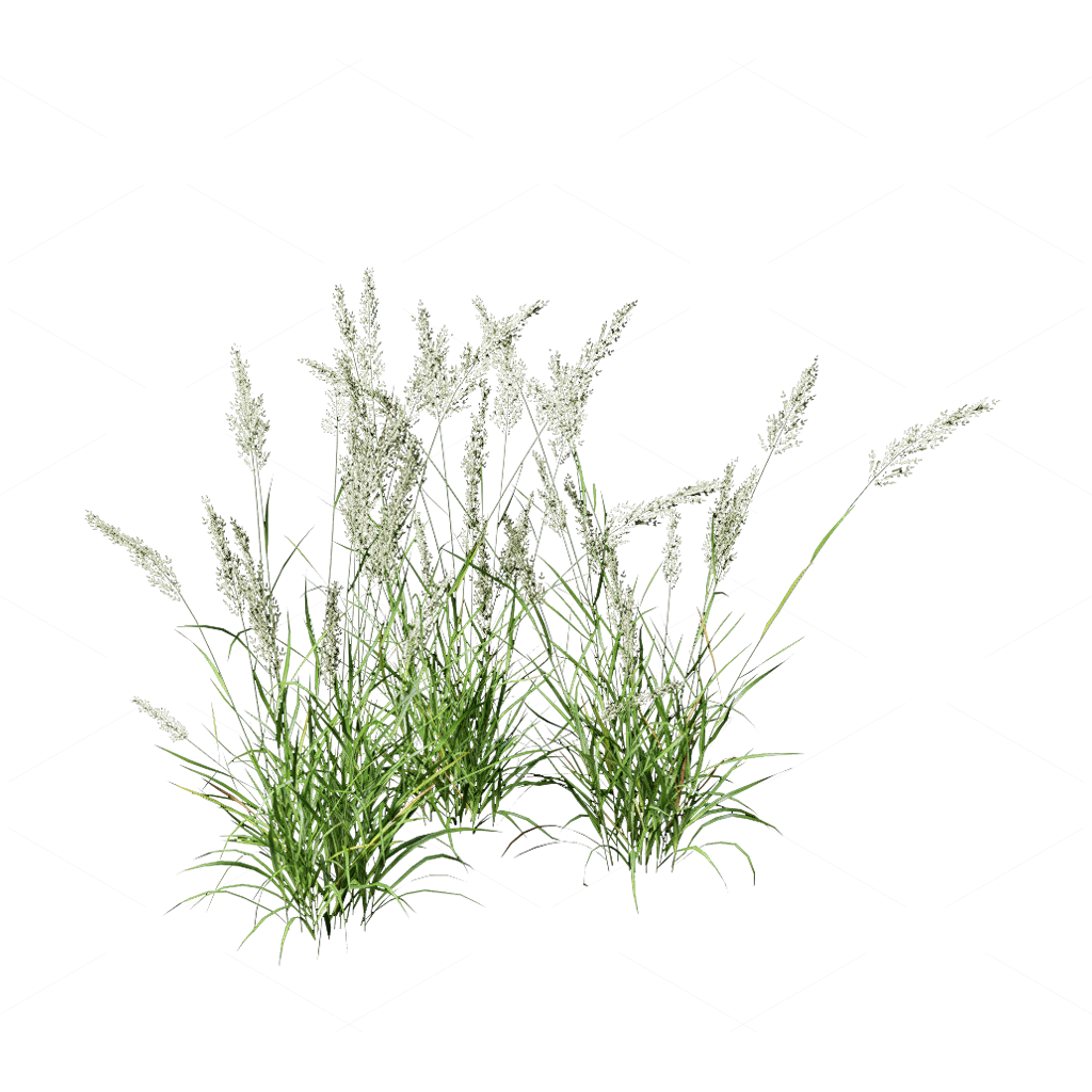 Flowers 3D Models