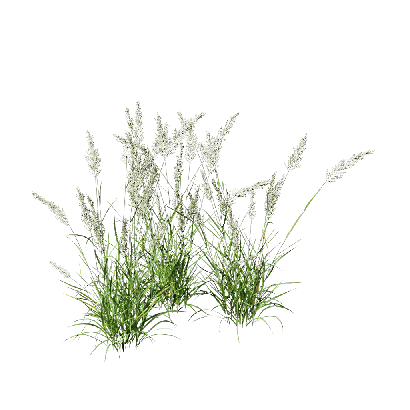 Grass Calamagrostis arundinacea 04