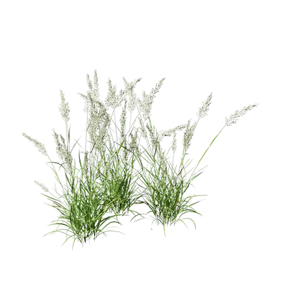 Calamagrostis arundinacea 04