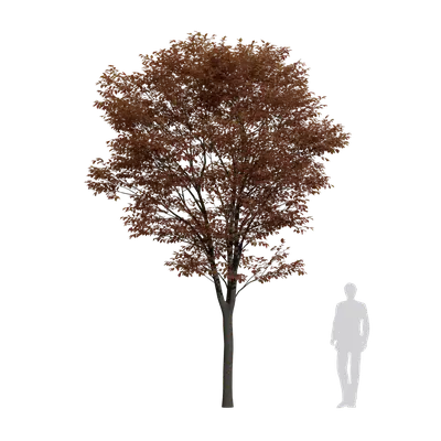 Prunus Cerasifera 04 3d model