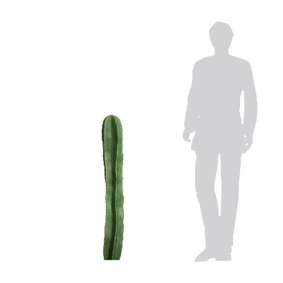 Xerophytes Hylocereus undatus 05