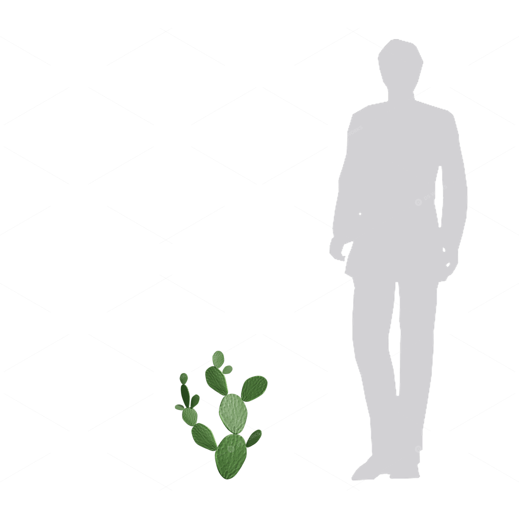 Xerophyte Plants 3D Models