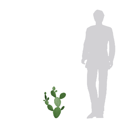 Xerophytes Cactus 05