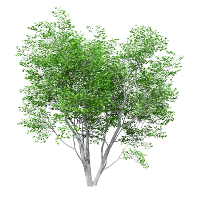 Acer mono Maxim 04 3d model