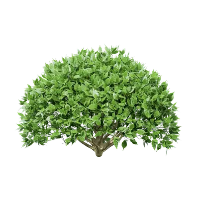 Camellia sinensis 01