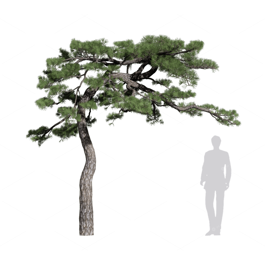 Trees 3D Models