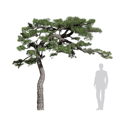 Coniferous Tree Pinus thunbergii 10
