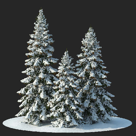Modern Coniferous Tree