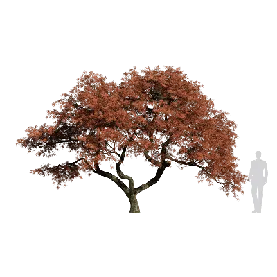 Acer palmatum 13 3d model