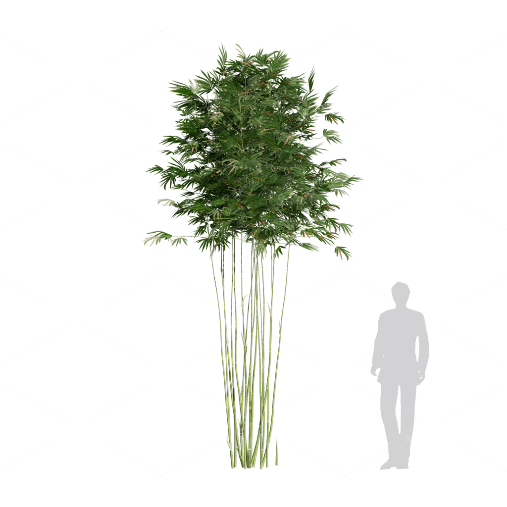Other Botanicals 3D Models