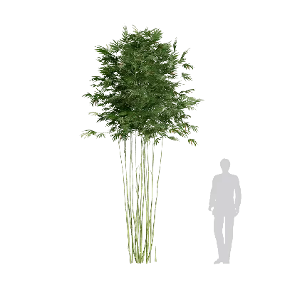 Bambusa boniopsis 01