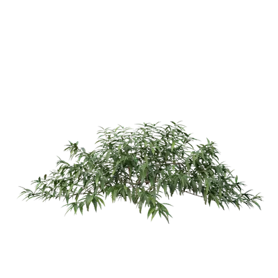 Debregeasia orientalis 03 3d model