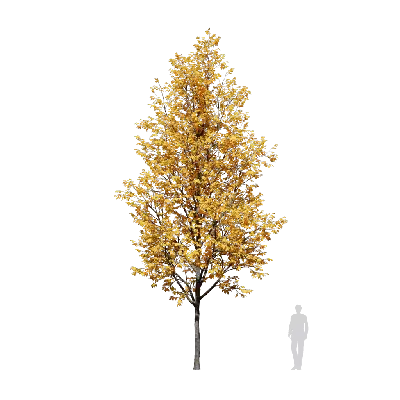 Betula alleghaniensis 02
