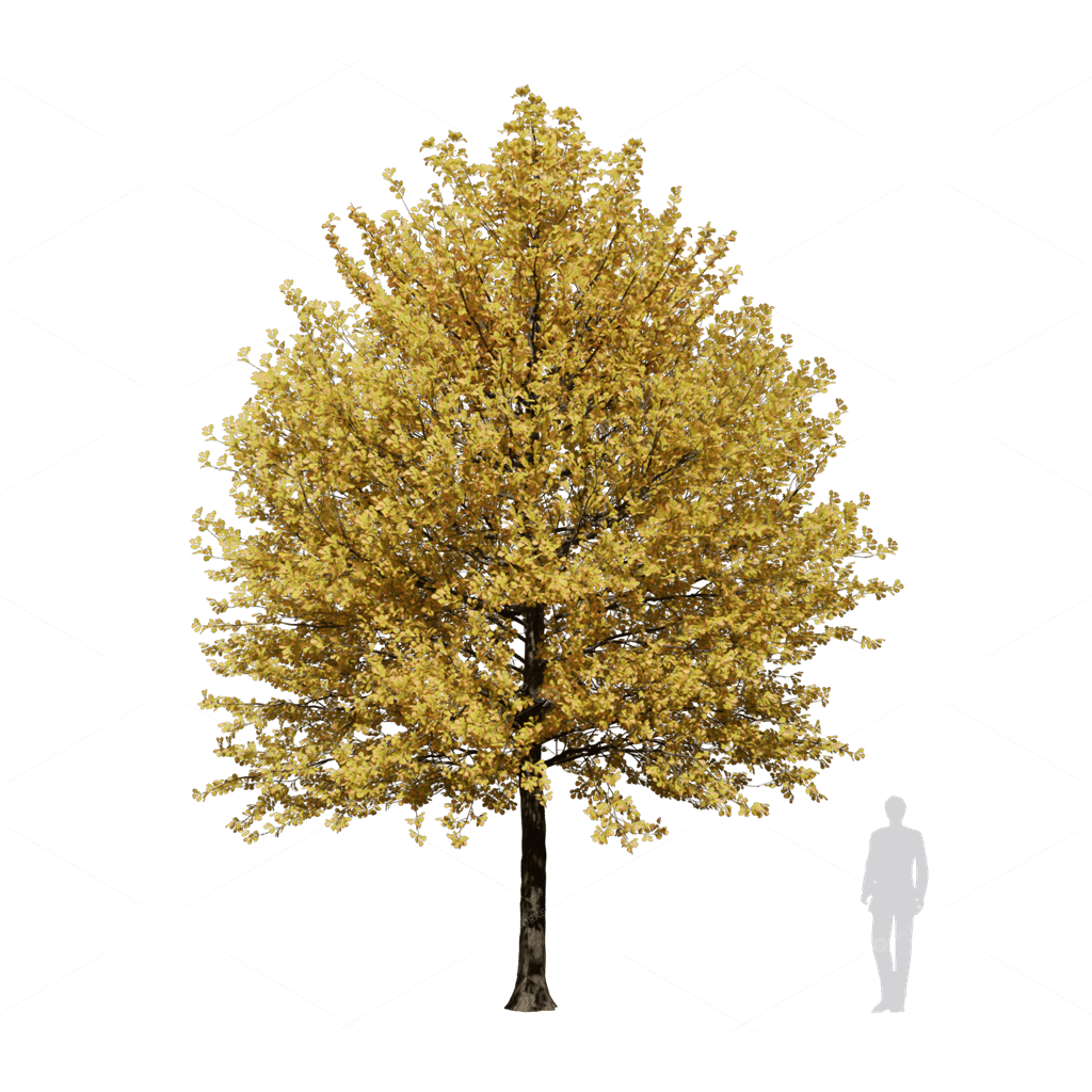 Broadleaf Tree Quercus alba 07