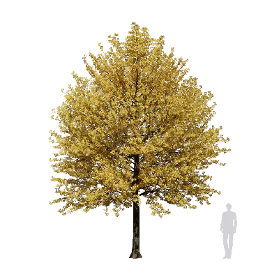 Quercus alba 07 3d model
