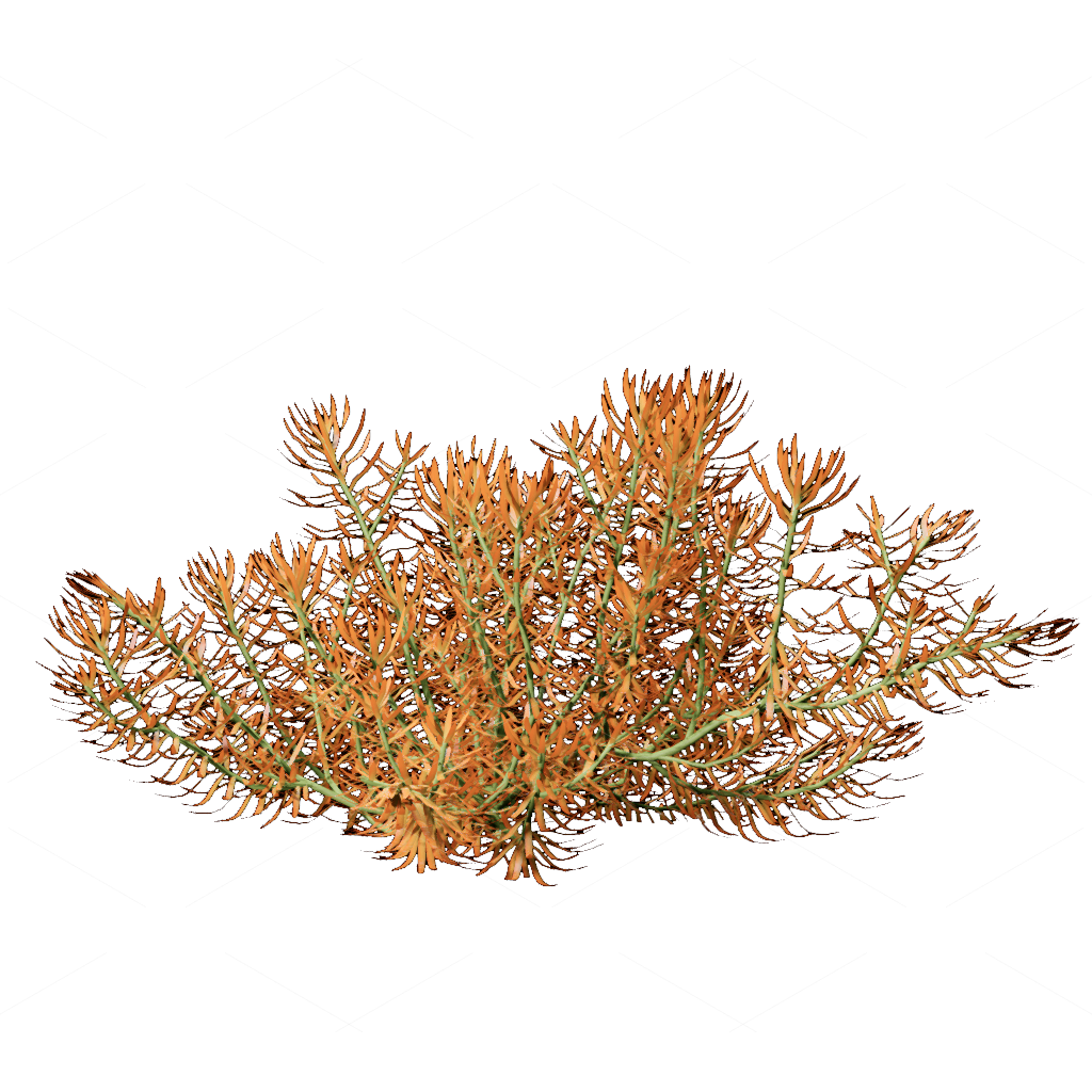 Flowers 3D Models