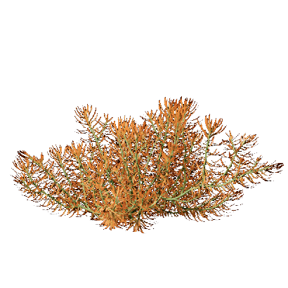 Grass Sedum lineare 01