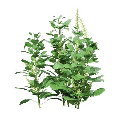 Crops Spinacia oleracea 09