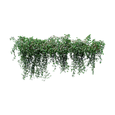 Trachelospermum jasminoides 01