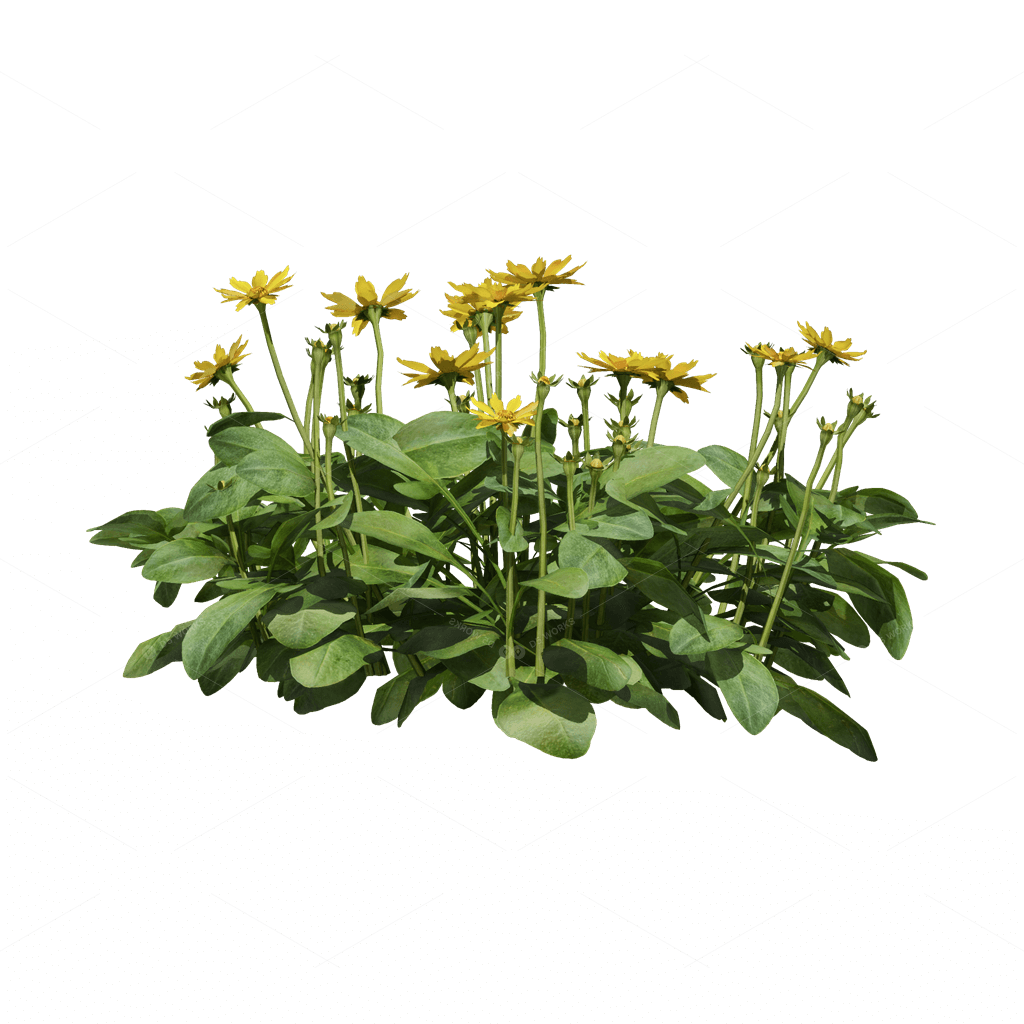 Flowers 3D Models