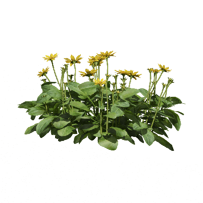 Grass Coreopsis auriculata 06